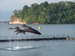 dolphins at subic bay philippines
