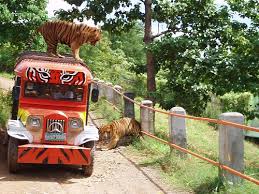 zoobic safari with tigers in subic bay freeport zone philippines
