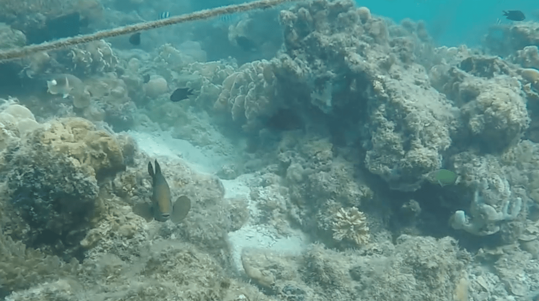 snorkling at starfish island, honda bay tour palawan