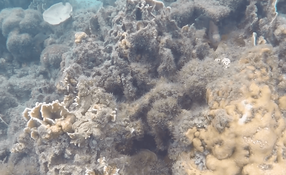 underwater swimming at starfish island palawan, honda bay tour