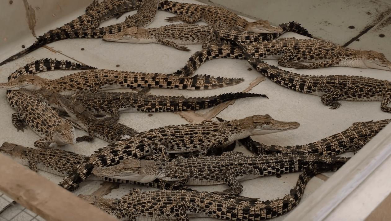 young alligators breeding as part of the city tour palawan puerto princesa crocodile farm