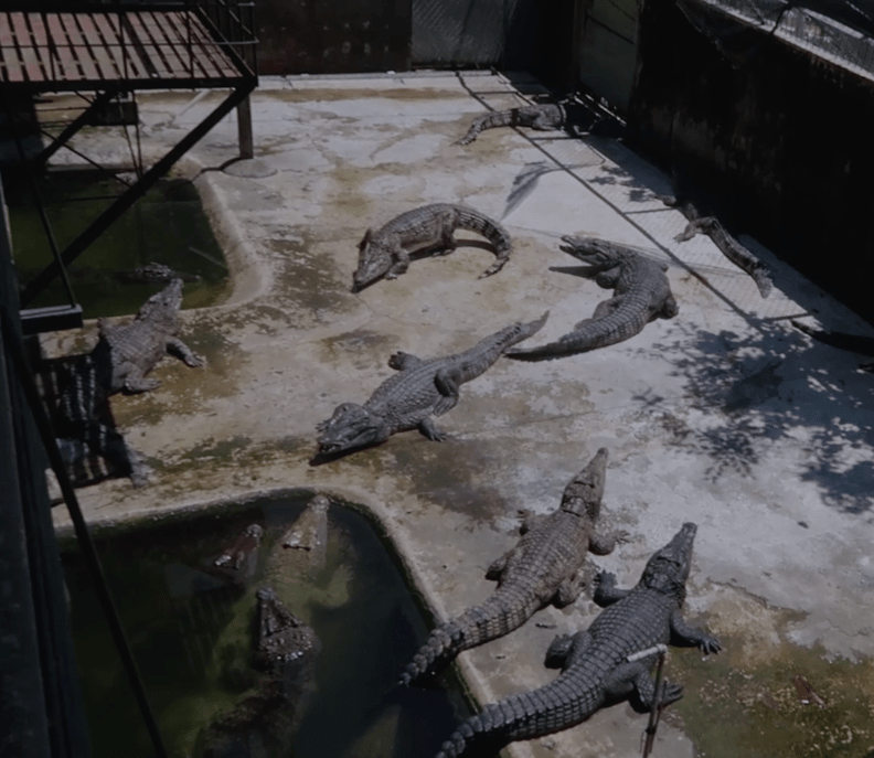 crocodiles as part of the city tour palawan puerto princesa crocodile farm
